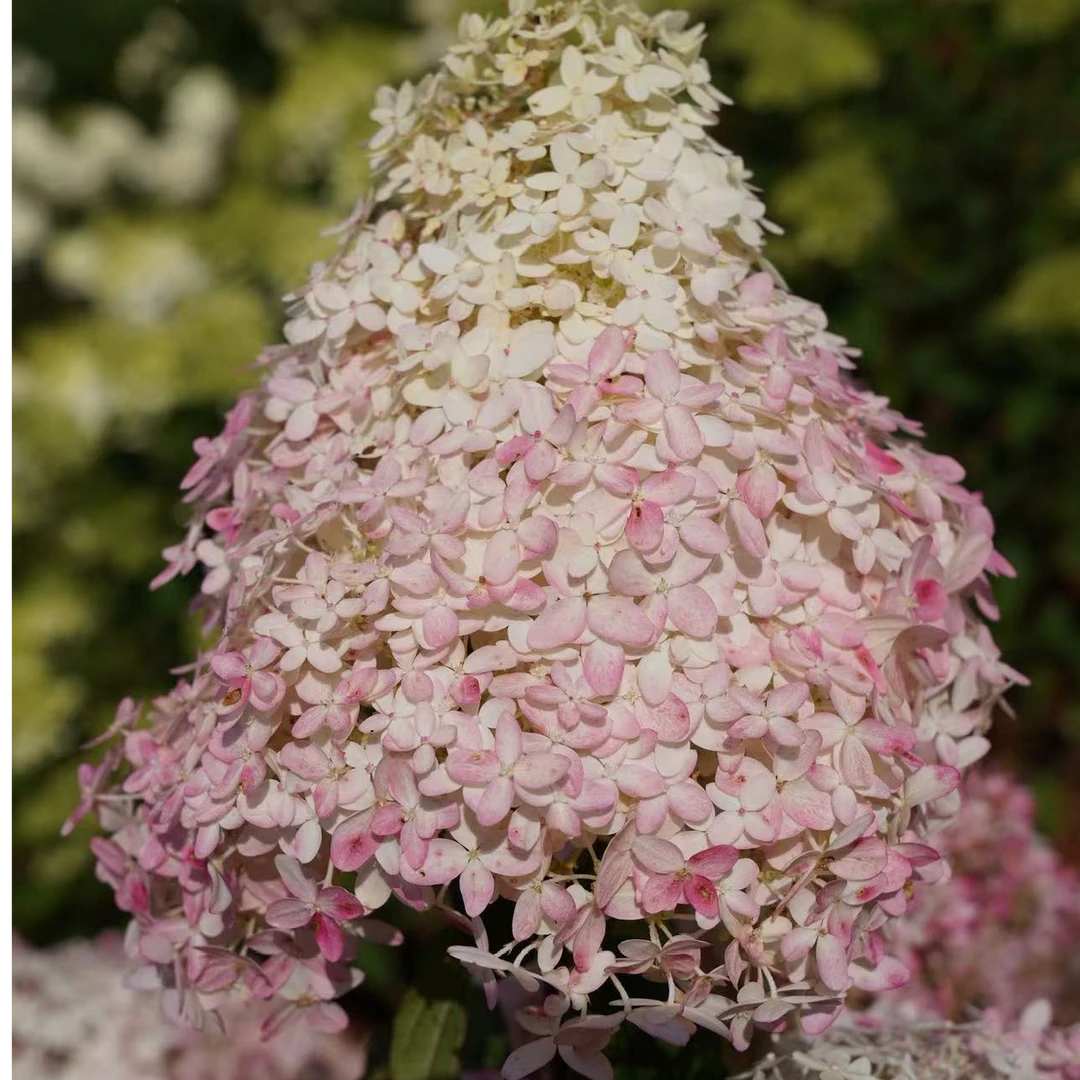 红宝石灯塔 圆锥绣球 初开白色后期会变粉 2加（沈）带花苞发货