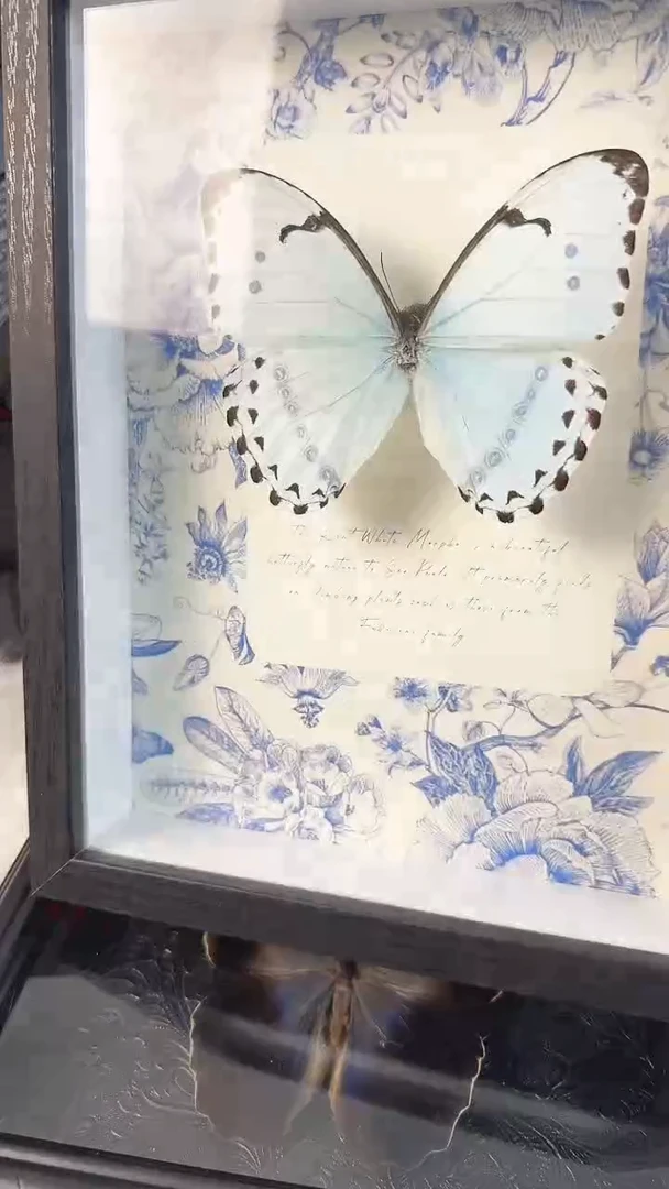 双十一收藏天然蝴蝶标本