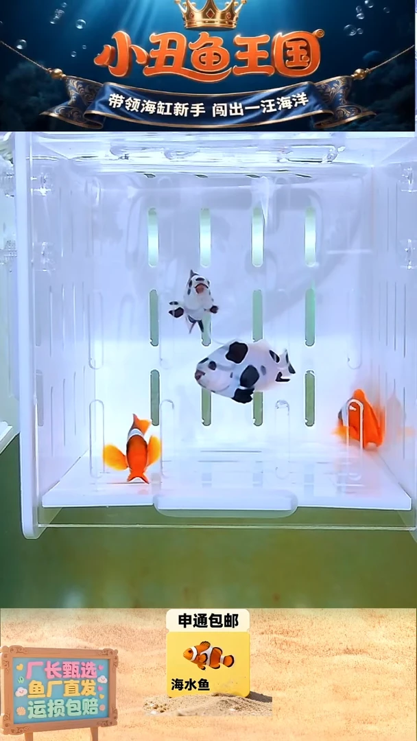 海水鱼一对3.5-4熊猫