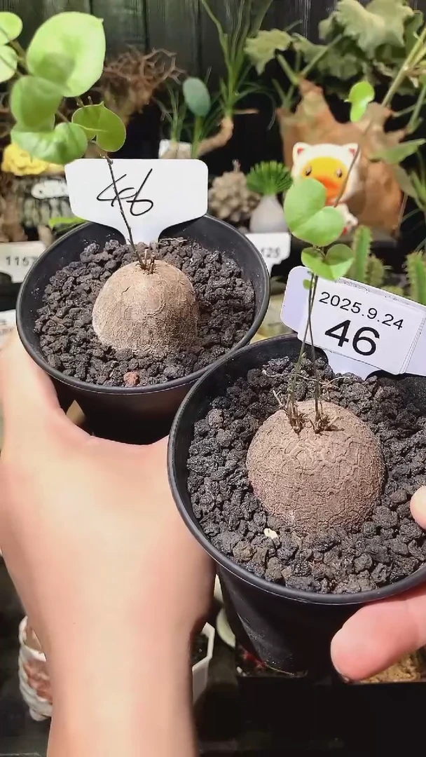 46号924福利南非龟甲龙买1个送1个