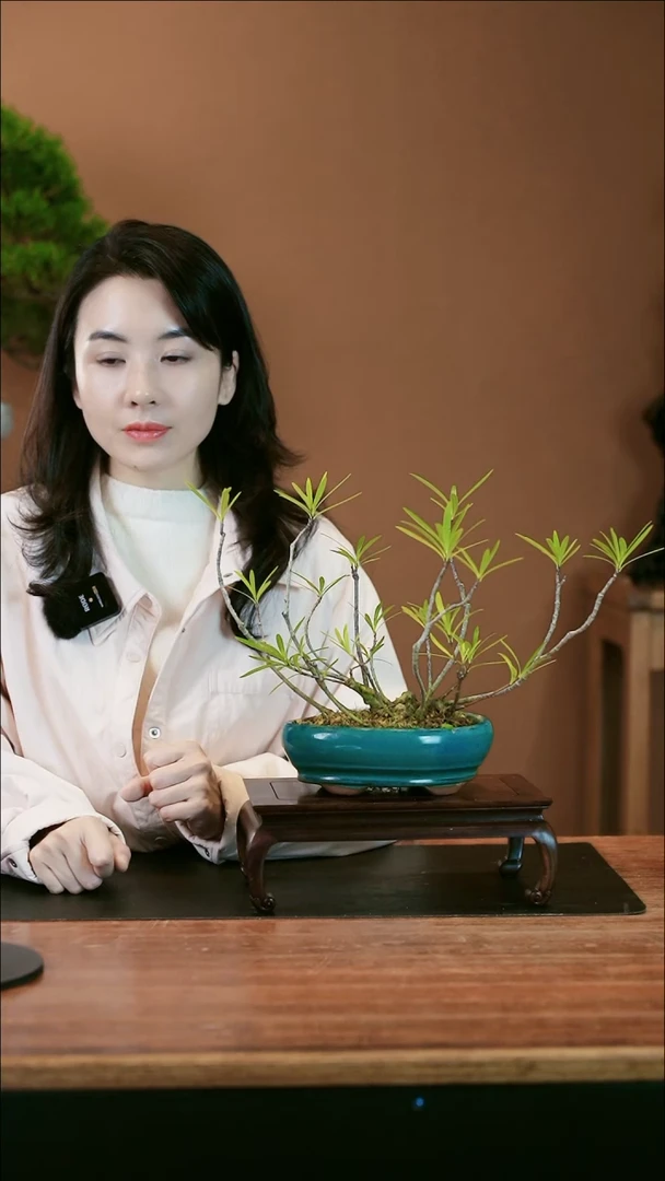 【闪购商品】盆景栀子花