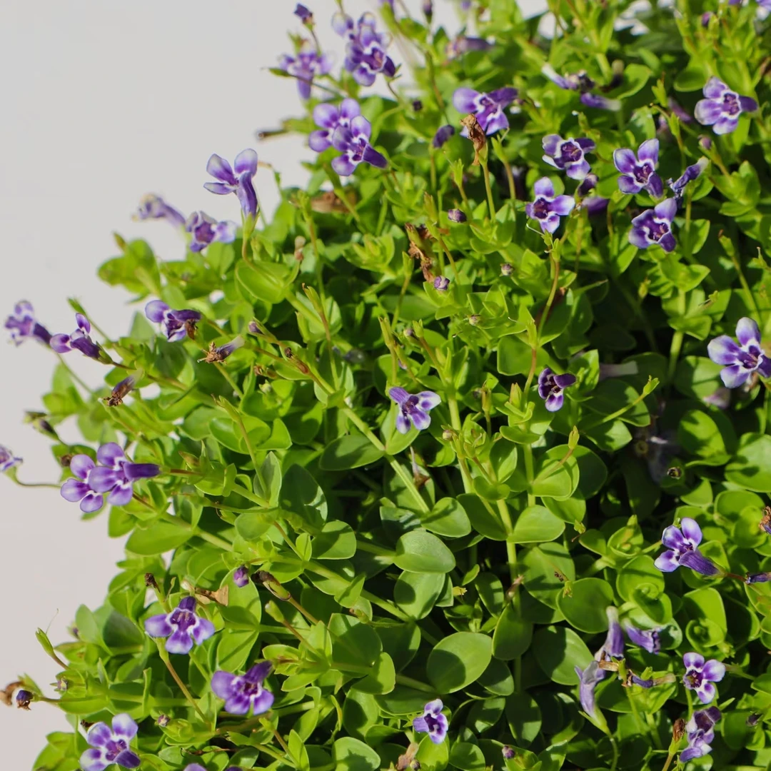 瞳草花镜庭院天使眼泪耐寒耐荫多年生四季开花地被植物可爱小盆栽
