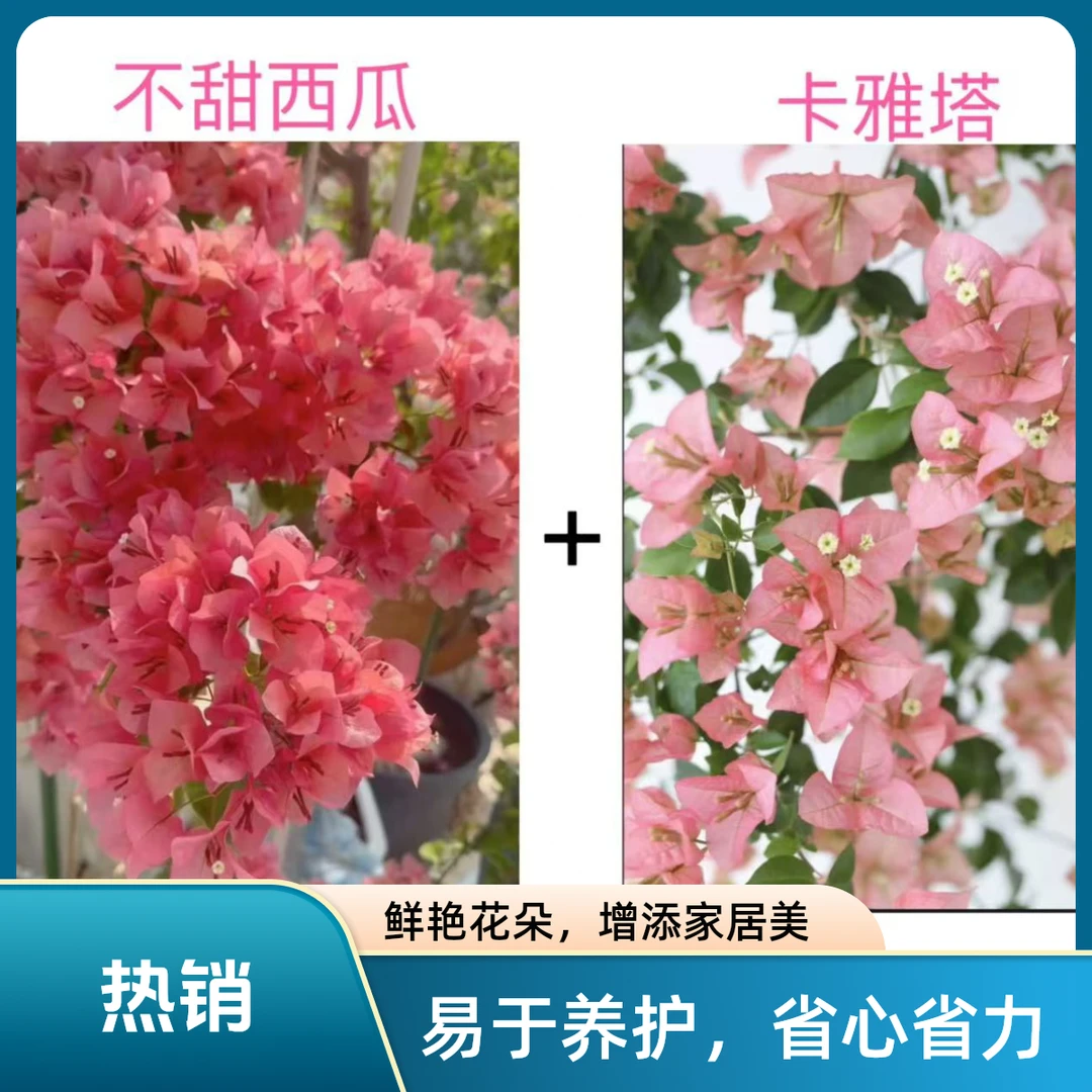 不甜西瓜+卡亚塔（名贵组合）到手2颗三角梅基地直发不带花不带盆