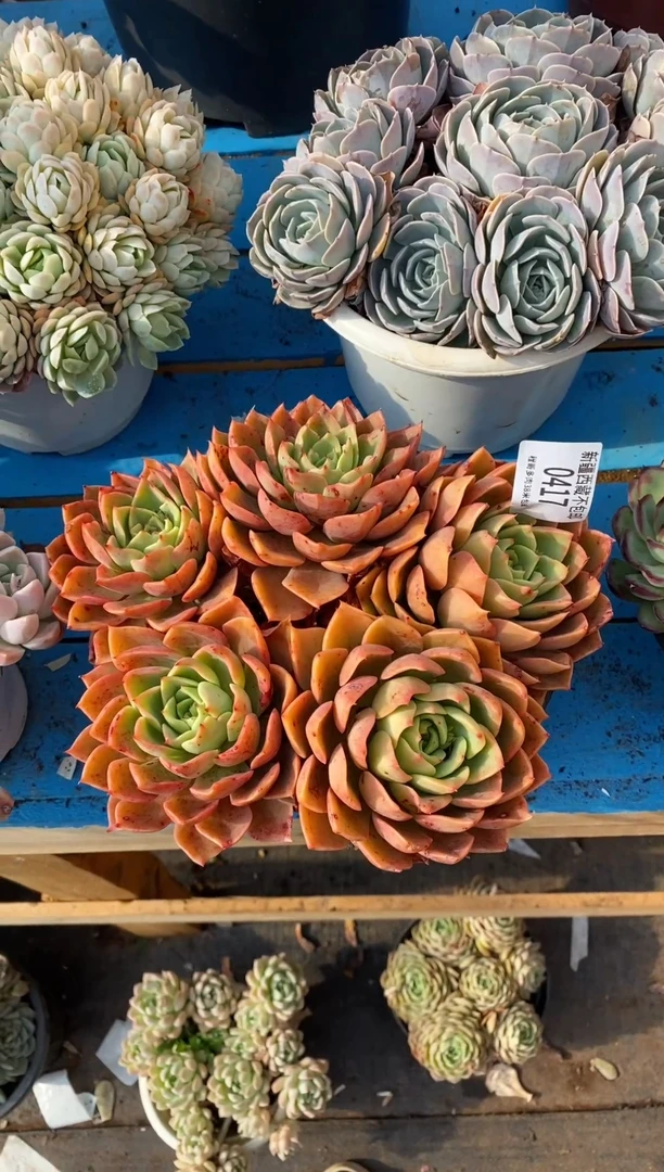 【闪购商品】0417贝拉