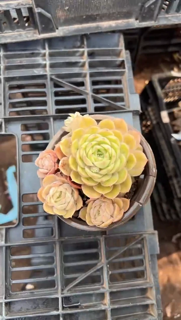哈****。多肉植物一物一拍22220