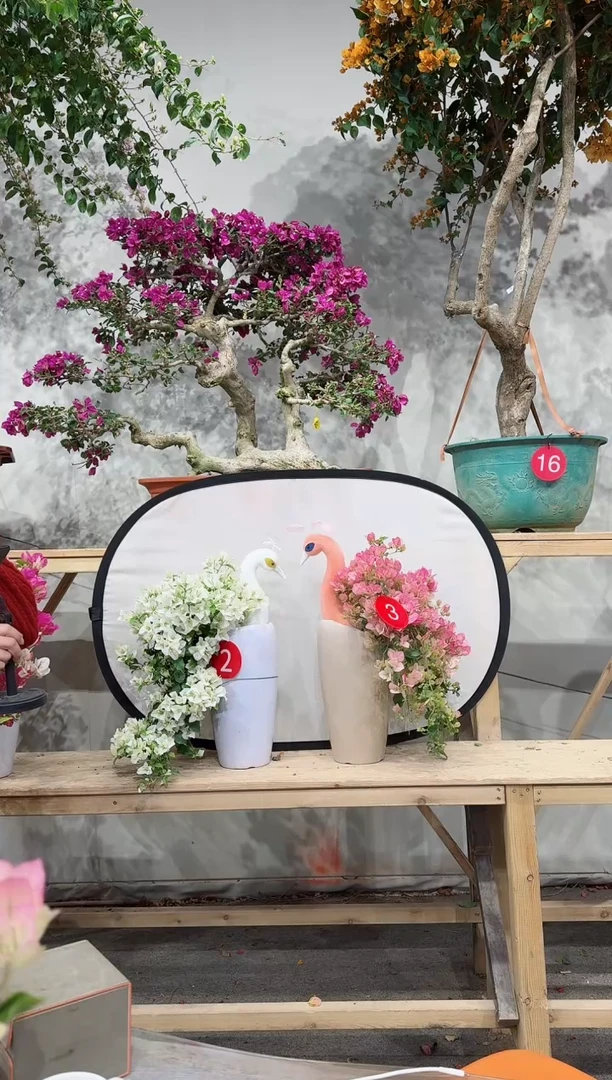 【闪购商品】盆景白雪+五宝