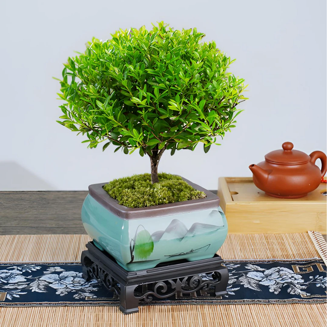 小叶赤楠盆景老桩树盆栽植物室内花卉办公室金丝楠木四季小绿植