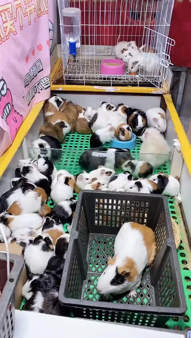 豚鼠大荷兰猪直播间选好截图