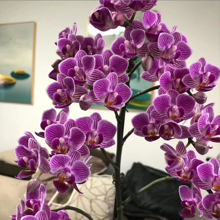 【2个花剑】树桩蝴蝶兰 一颗成景  奥利奥  带花带花苞发货