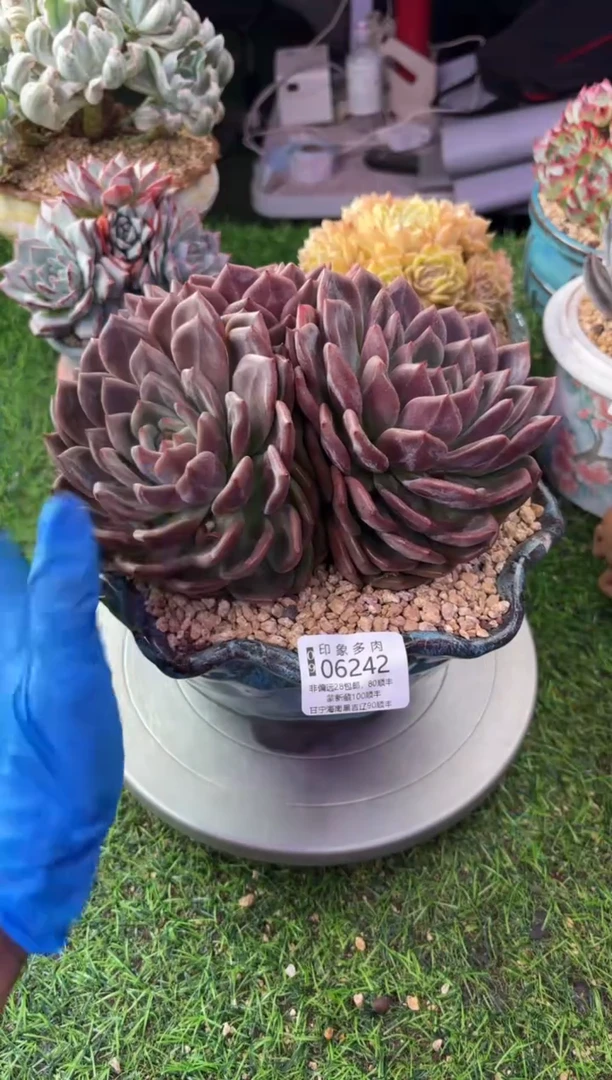 昆明印象多肉06242