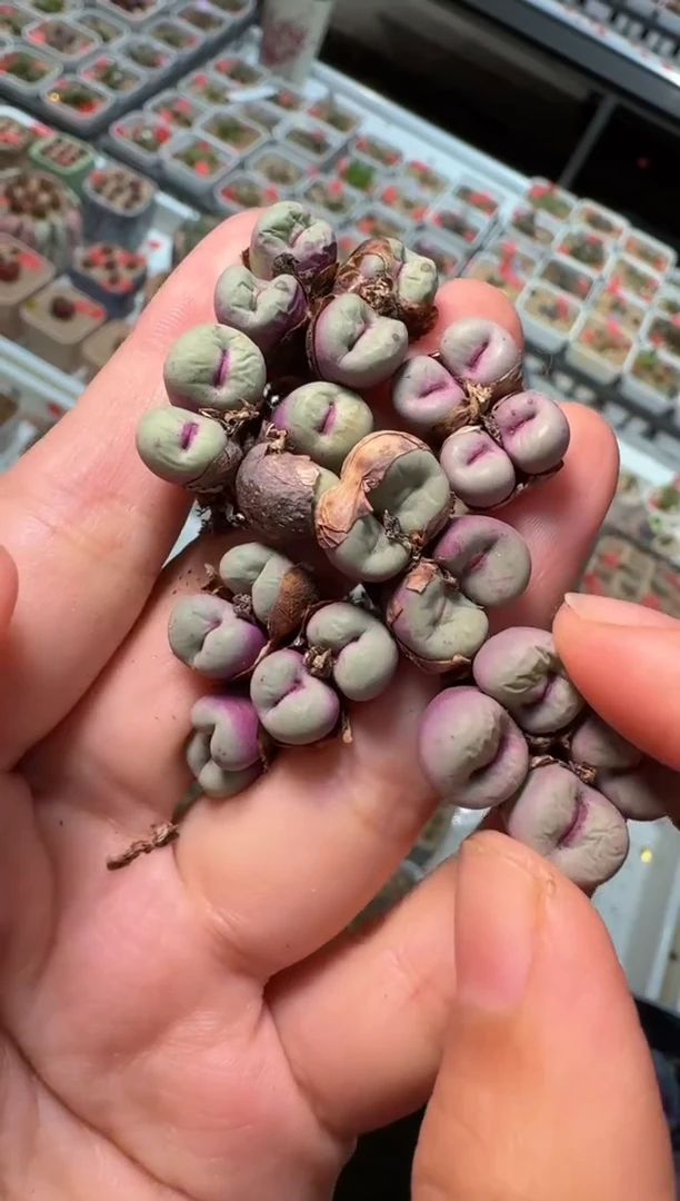 309肉植物肉锥ssw一颗
