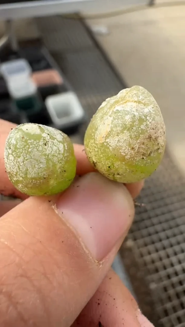 【闪购商品】7-135