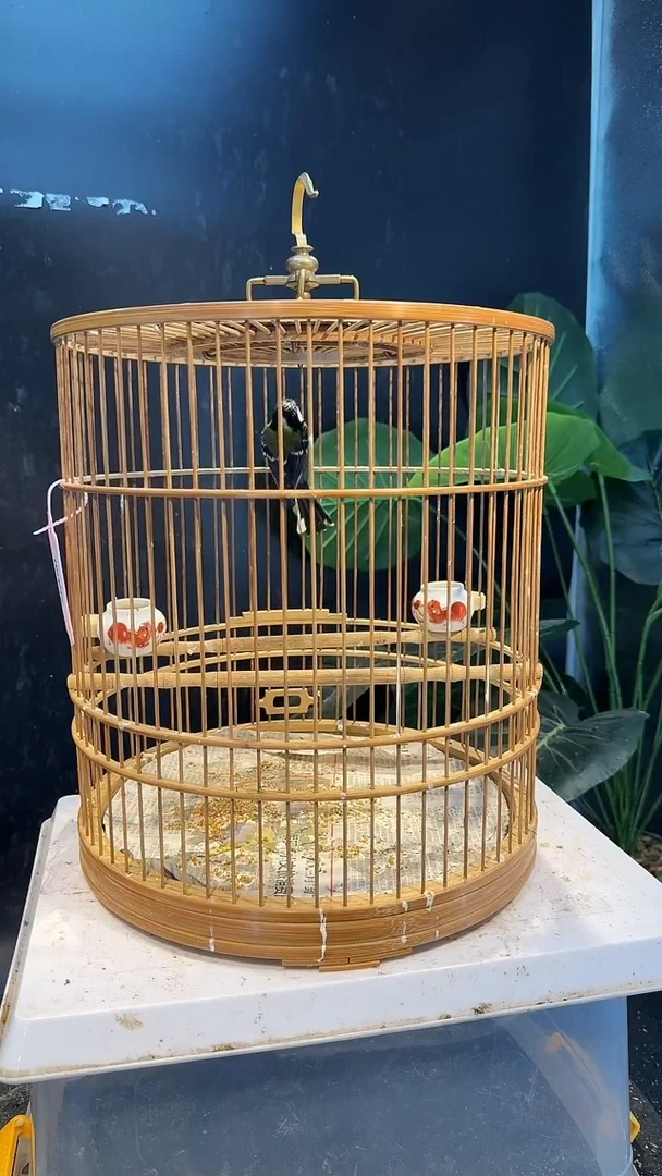 虎皮鹦鹉24号绿背养笼0元起拍