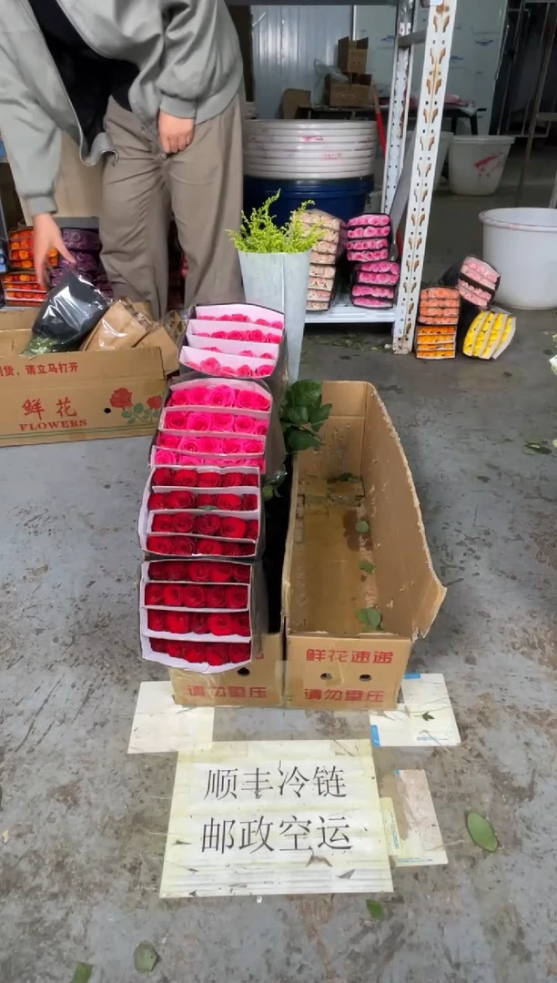 高原红2扎+弗洛伊德2扎+黄莺