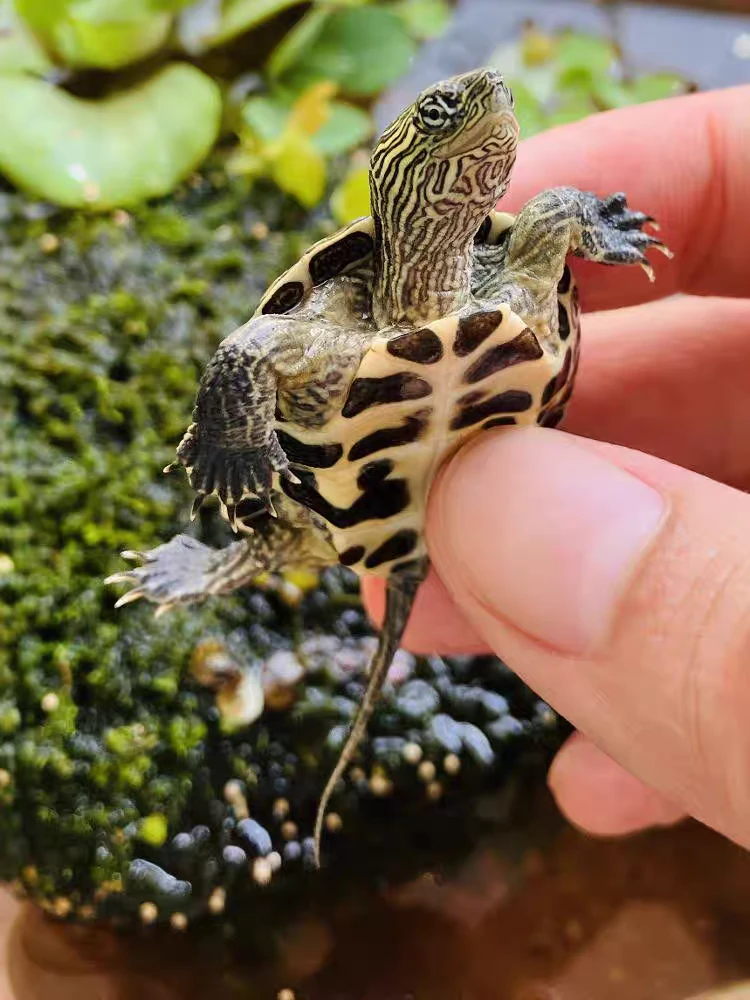 直播间链接苗子 ，亚成，互动性好，好养快大