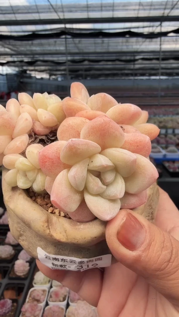 东云多肉园新款-319