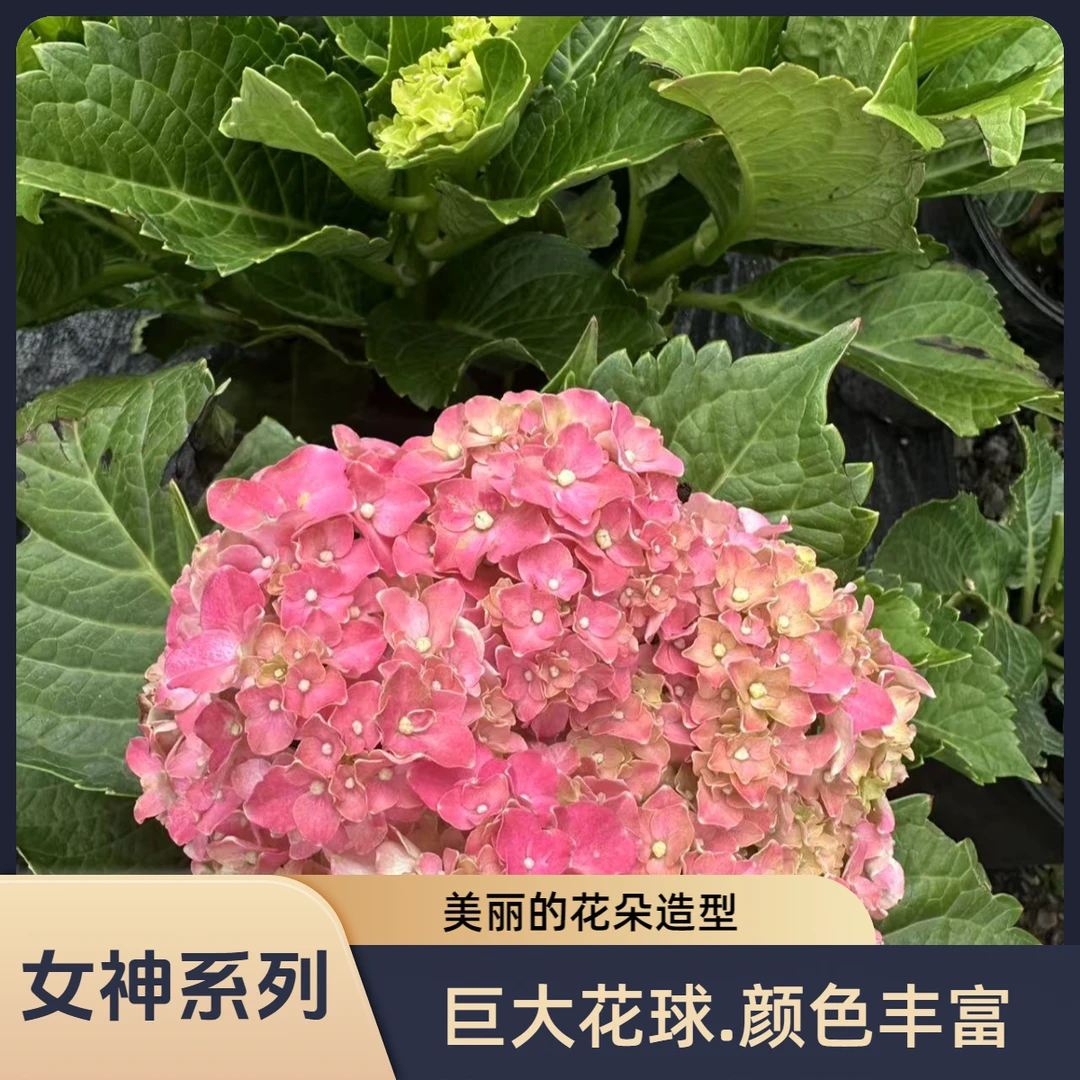 【魔幻女神】绣球 耐冷耐热 盆栽地栽易活好种适合庭院室内四季开花