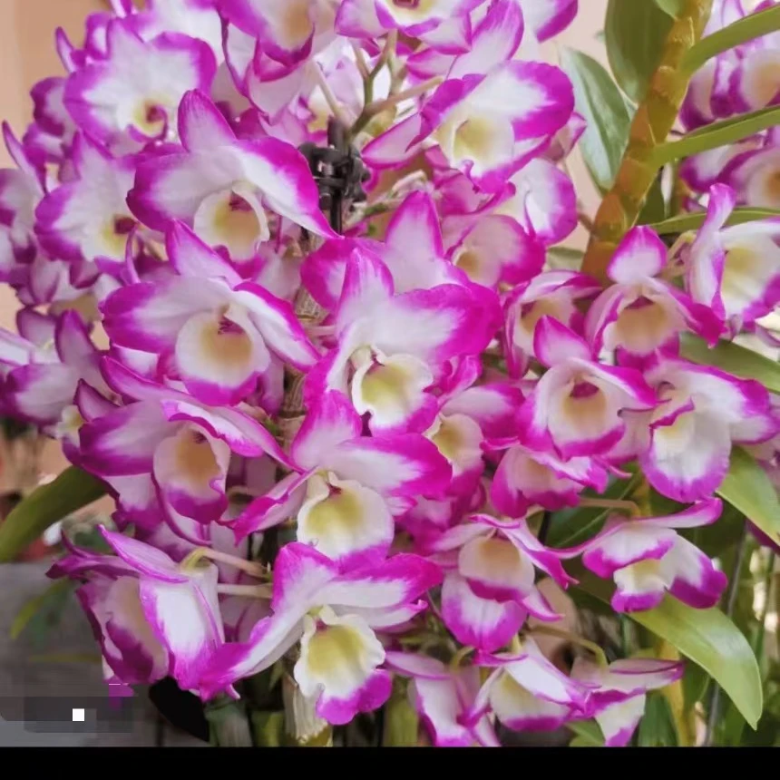 中华牡丹春石斛，冬季耐冻，花朵盛开比较大，开花浓香，室内外好养