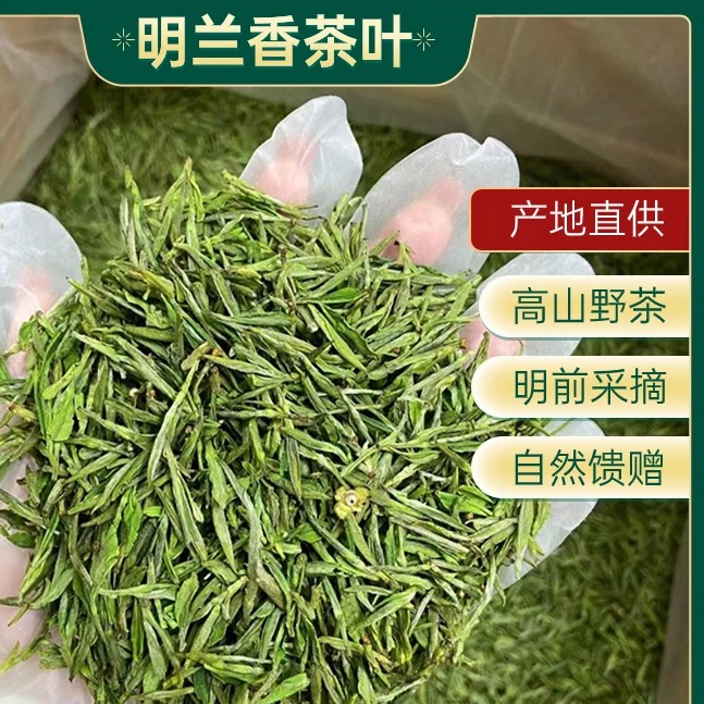 【2025新茶】2025年新茶头采舒城小兰花绿茶