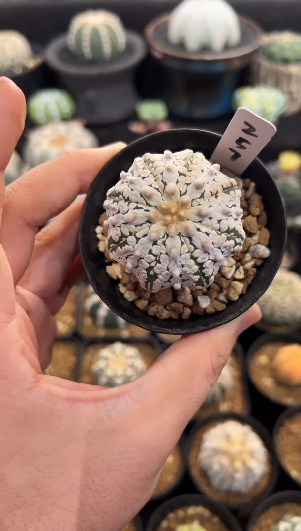 海星V实生根星兜编码257