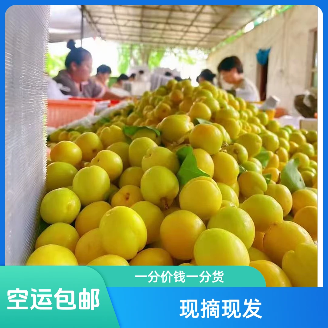 空运到家-新疆轮台直发小白杏维生素c软糯香甜树上的蜂蜜