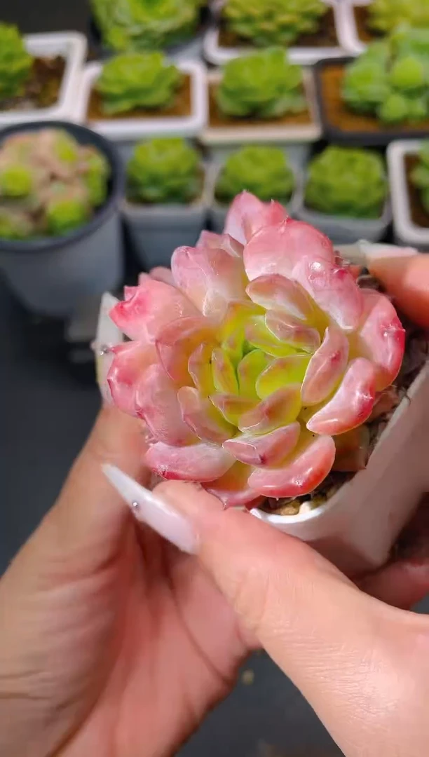 020草莓冰魄量拍发一颗