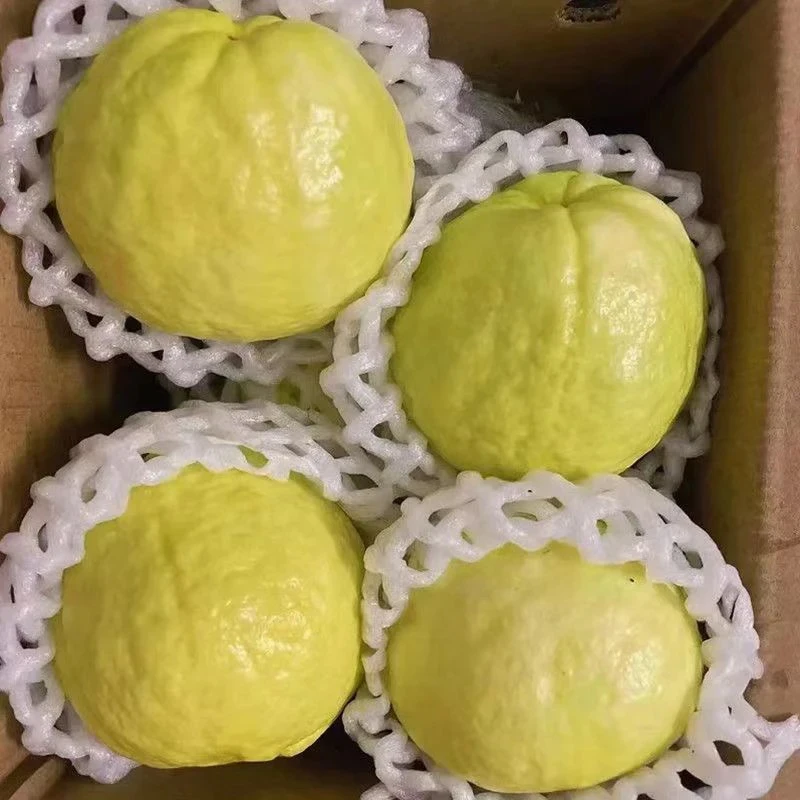 正宗广东当季白心奶油芭乐果软心番石榴新鲜水果香甜多汁软糯口感