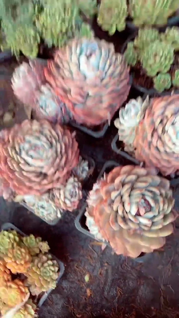 橙梦露群生19.99一颗