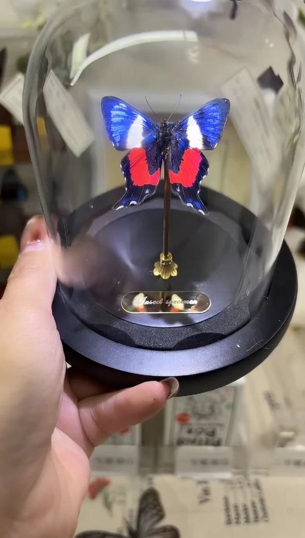 有机玻璃脸谱蛱蝶玻璃球标本