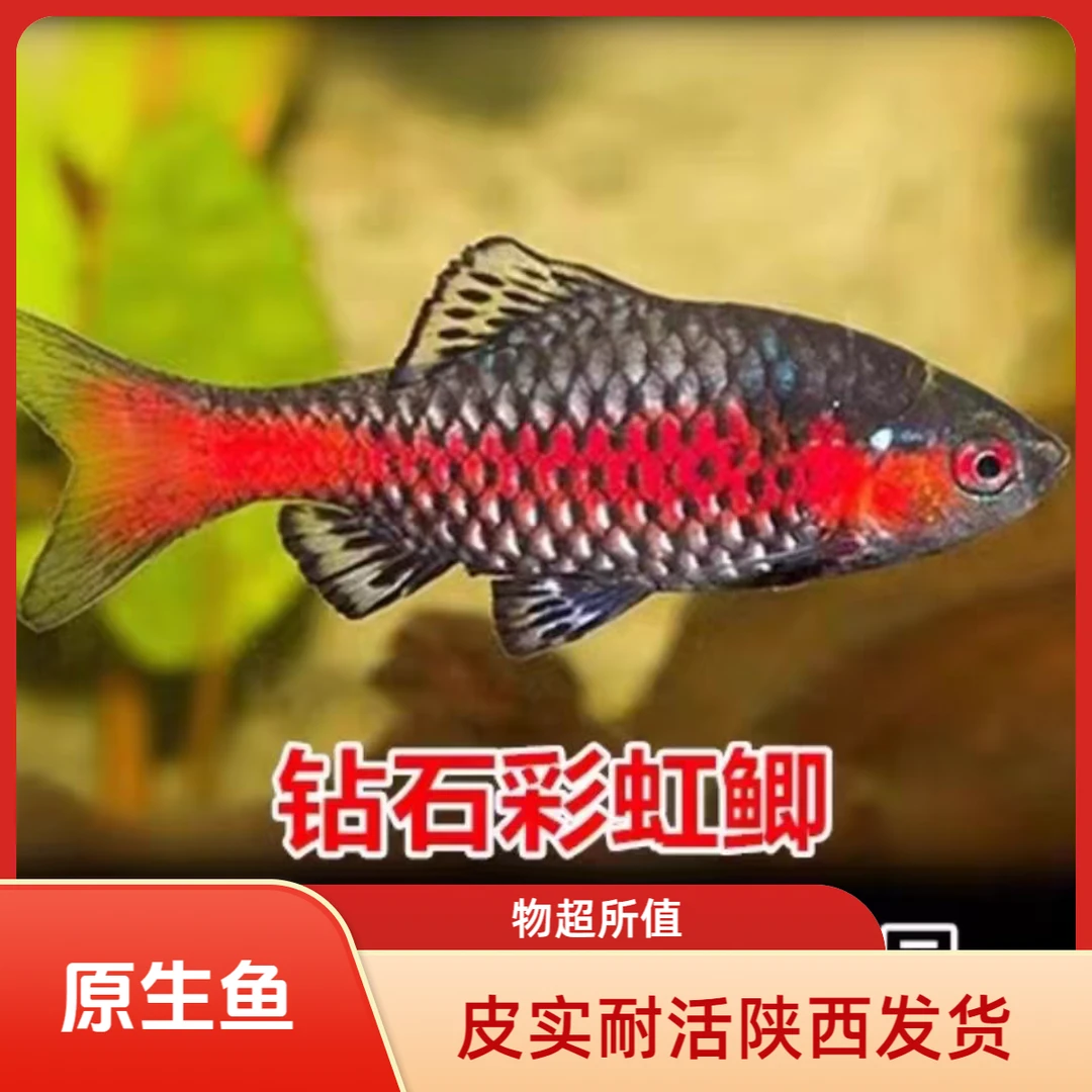 陕西发货包邮彩虹鲫大帆玫瑰鲫无需加温冷水原生钻石观赏鱼群游