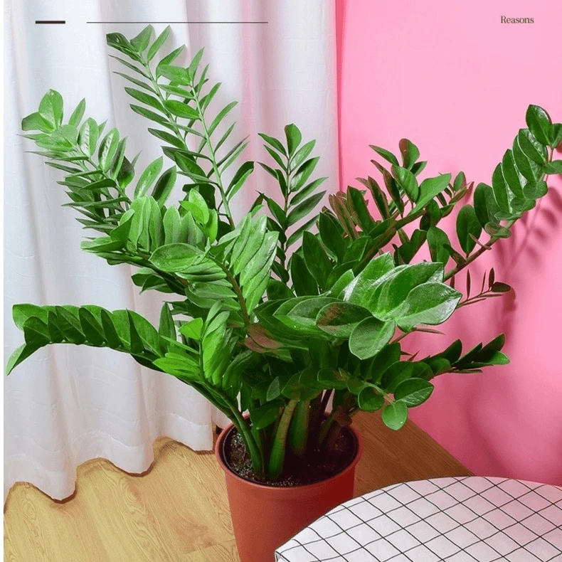 （原盆原土不含白盆）加大号落地款金钱树盆栽花卉植物室内客厅摇树