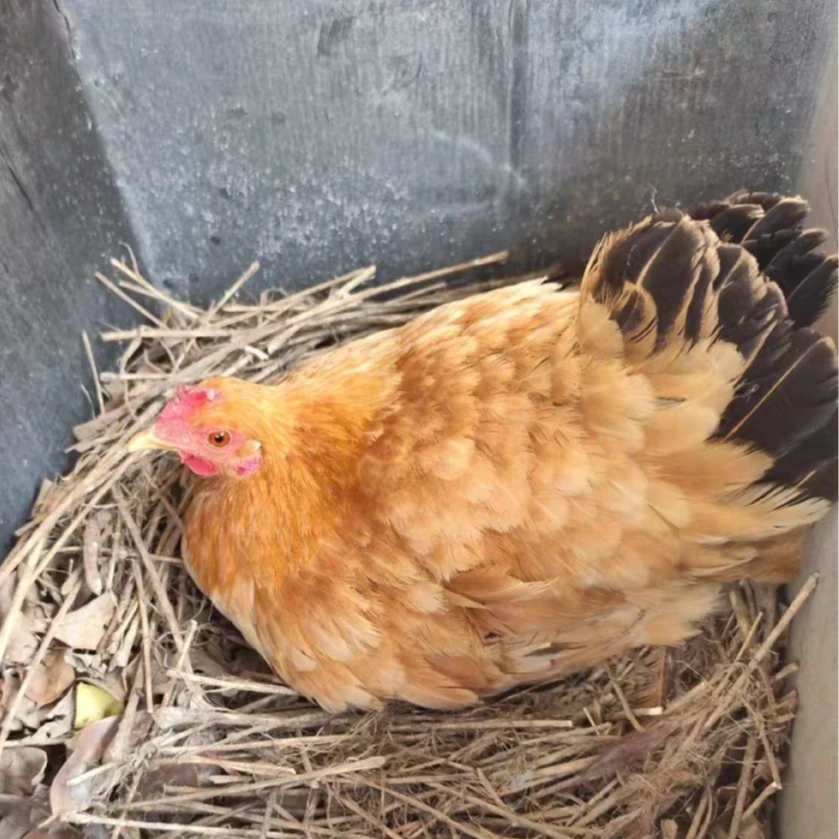 散养老母鸡抱窝鸡