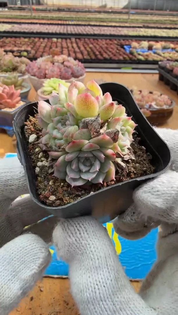 东云多肉园二店-410