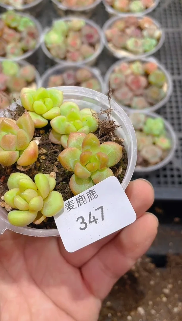 347迷雾泡泡