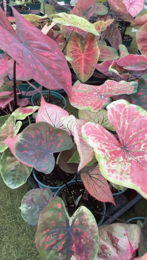 无花朵荣****学莫奈（以直播间为准）