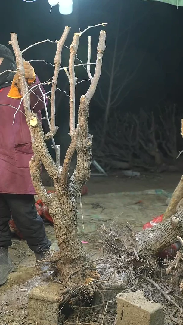 完全开放枣树1420