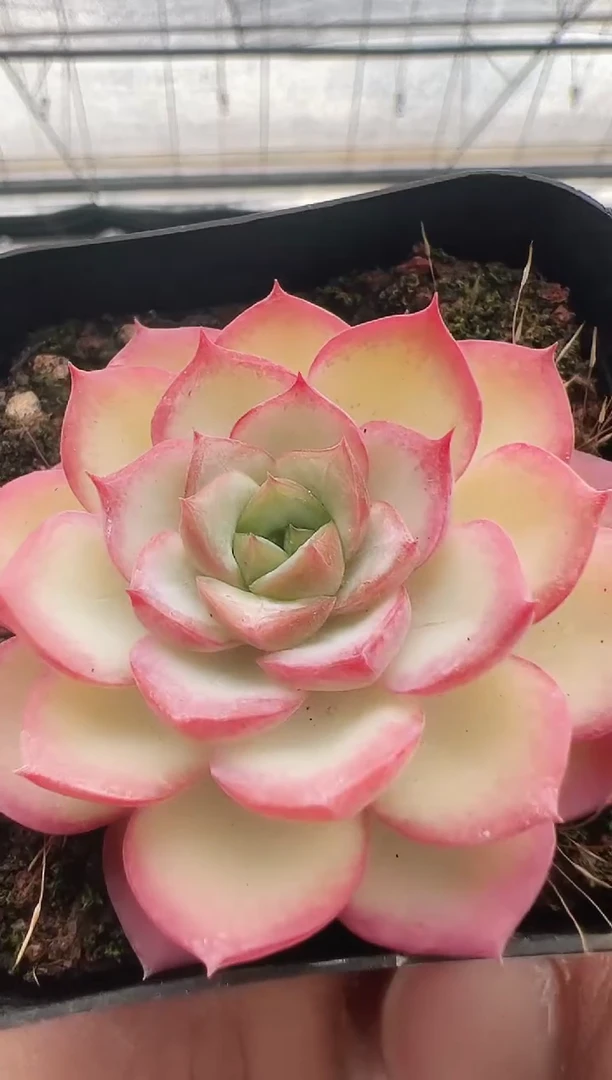 【闪购商品】蓝星-9