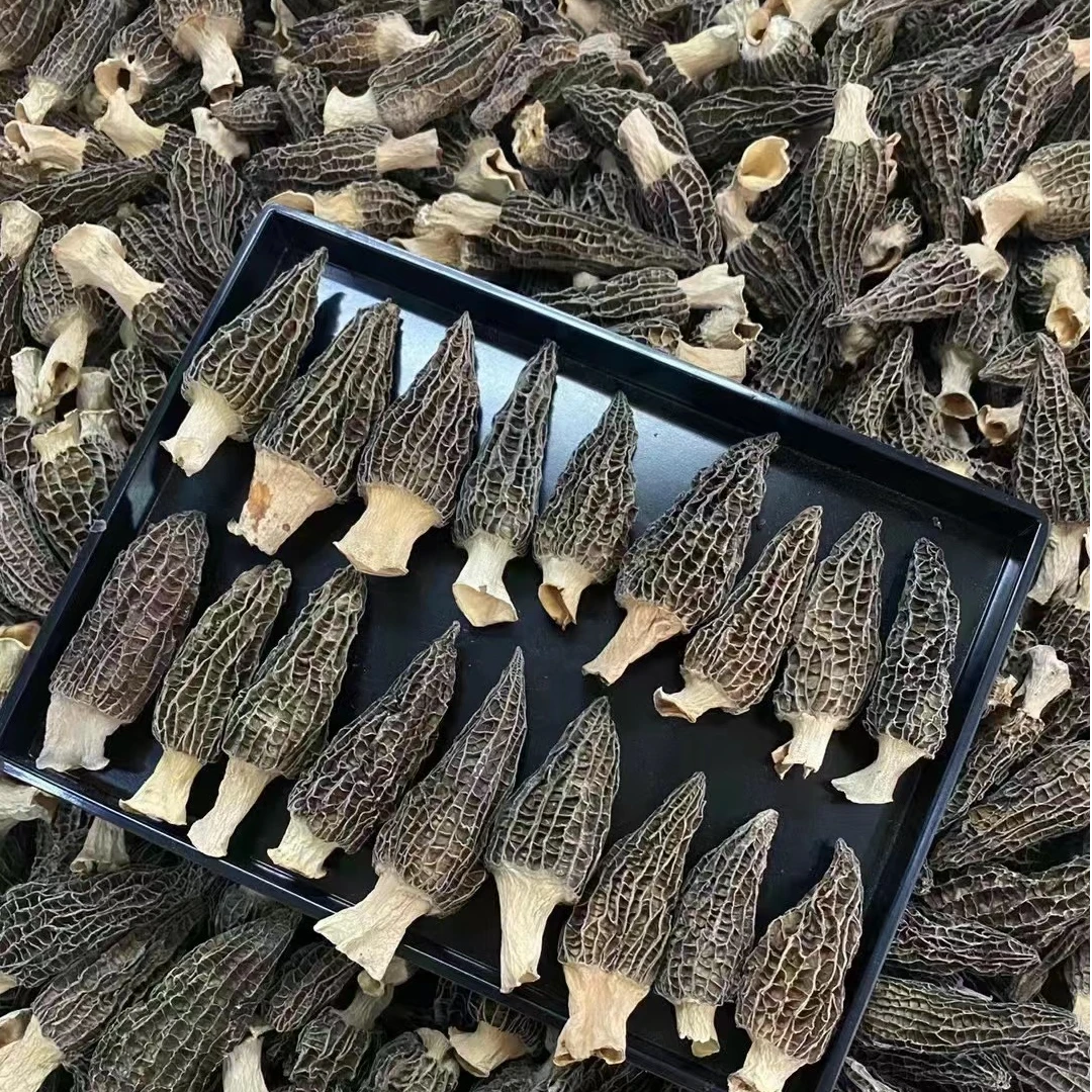 羊肚菌干货云南特产干货特选美味菌菇正宗菌菇食材菌菇