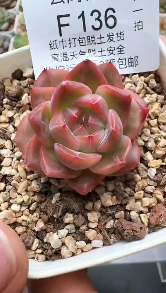 136F云禹多肉植物 默认脱土纸巾打包 3颗包邮