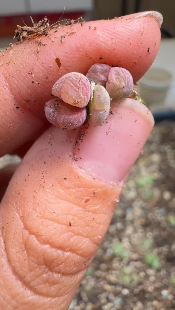 7-245多肉植物肉锥