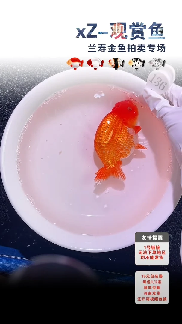 金鱼包装必拍未拍顺丰到付136号