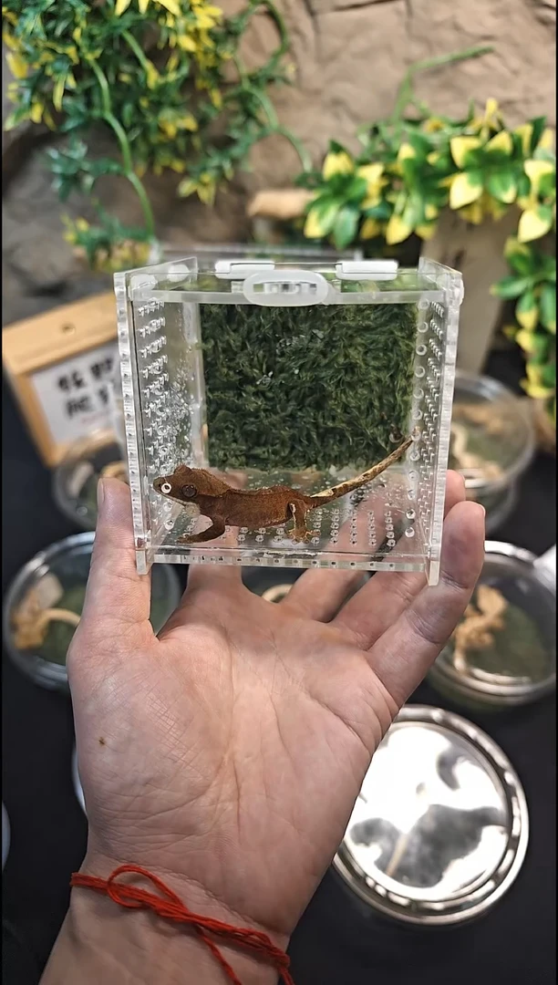 睫角守宫25-180睫角守宫双红