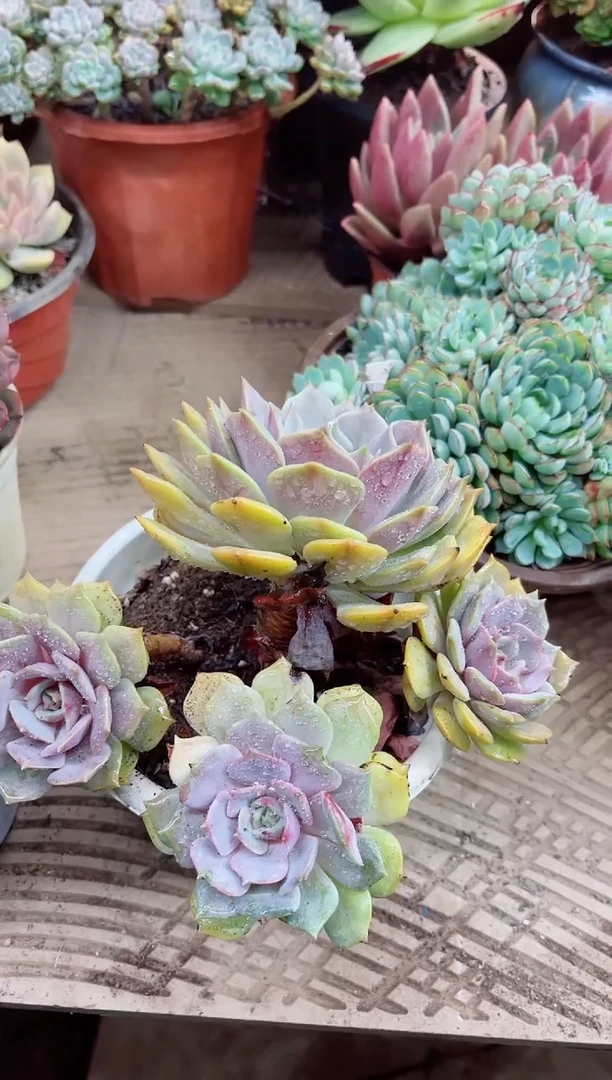 琳15006多肉植物一物一拍