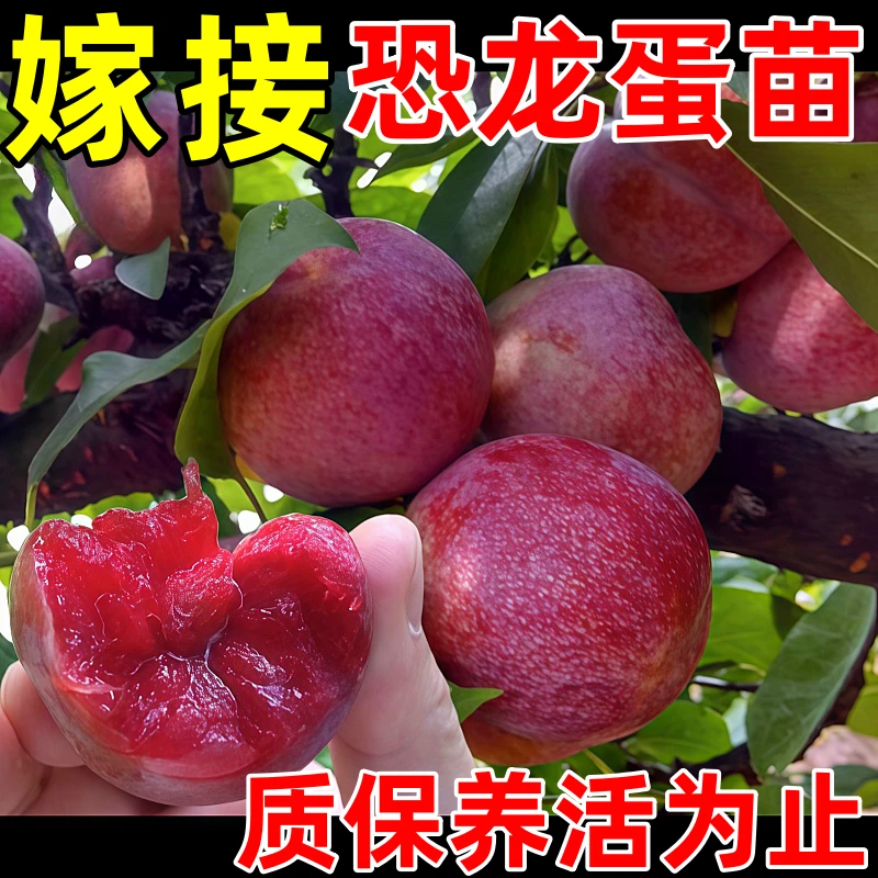 恐龙蛋李子嫁接树苗特大李子苗7月成熟盆栽地栽李子树苗包成活