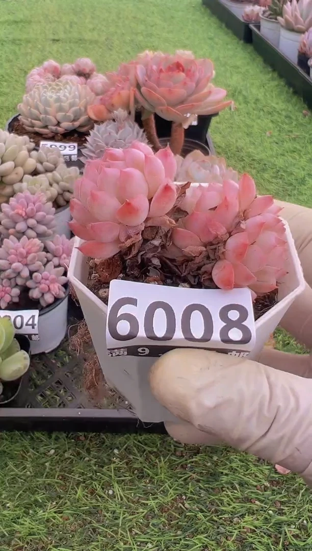 【闪购商品】信福多肉一物一拍