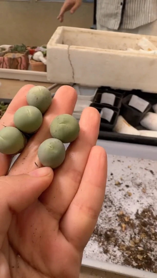 多肉植物肉锥4-126