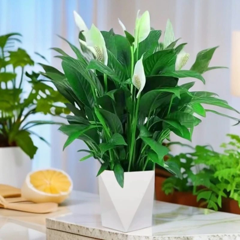 大白掌一帆风顺盆栽水培土培净化空气适合客厅办公室