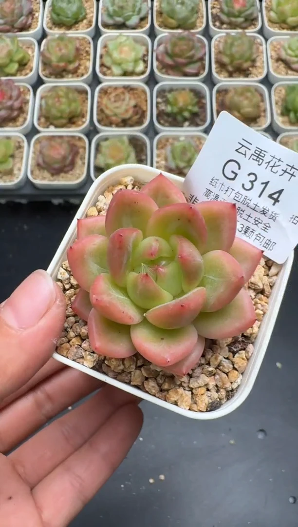 314G云禹多肉植物 脱土纸巾打包 3颗包邮
