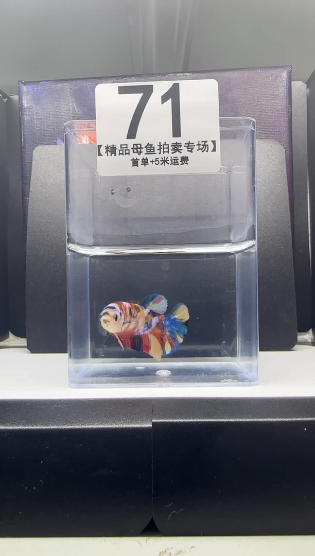 斗鱼母鱼编号：71