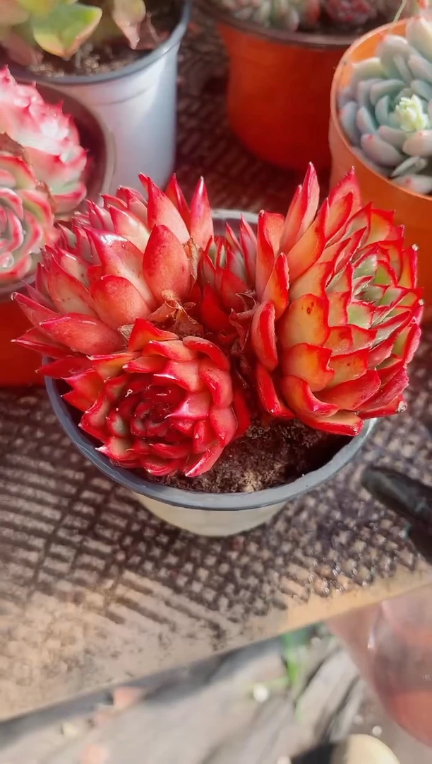 晨*✨跃跃精品多肉05123